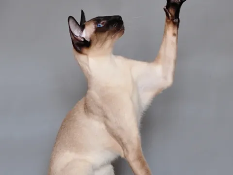Gato Siamés