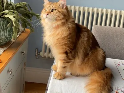 Gato Siberiano