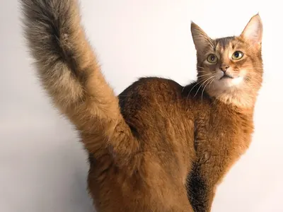 Gato Somalí