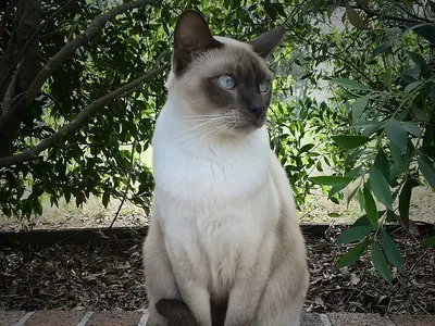 Gato Tonkinés