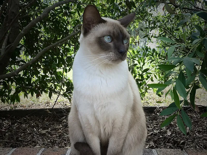 Gato Tonkinés