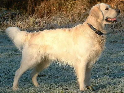 Golden retriever, una de las razas que más pelo sueltan