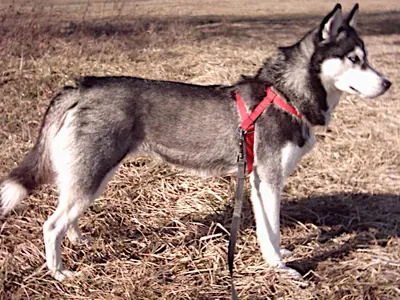 Husky siberiano, raza con una muda muy intensa