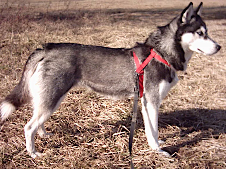 Husky Siberiano