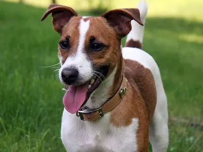 Jack Russell Terrier