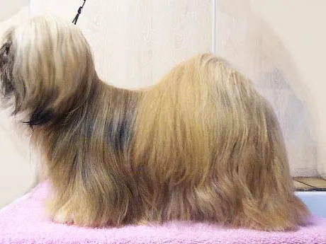 Lhasa Apso
