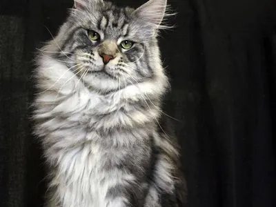 Gato maine coon de pelo semilargo