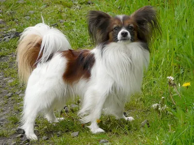 Papillón