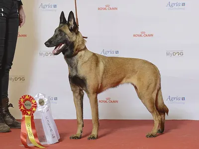 Pastor Belga Malinois