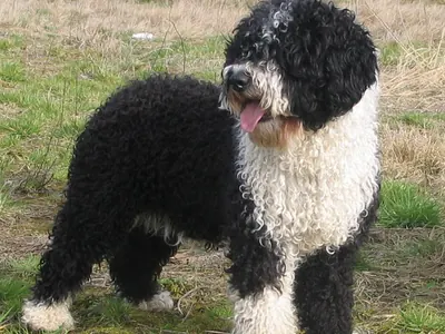 Perro de Agua Español