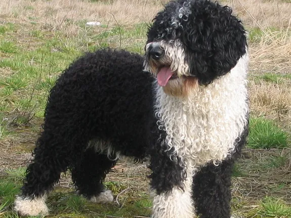 Perro de Agua Español