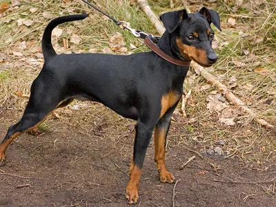 Pinscher Miniatura