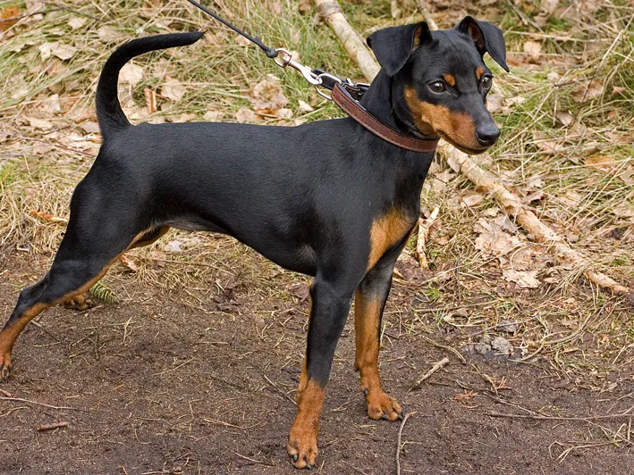 Pinscher Miniatura