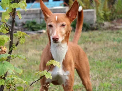 Podenco Andaluz