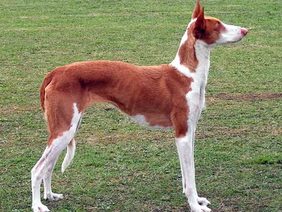 Podenco Ibicenco
