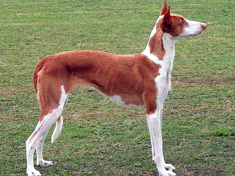 Podenco Ibicenco