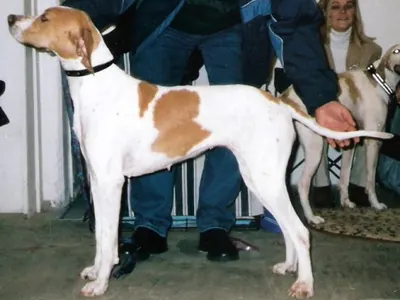 Pointer Inglés