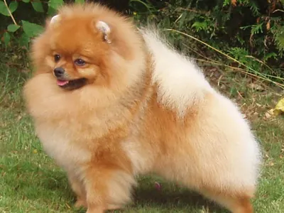 Pomerania