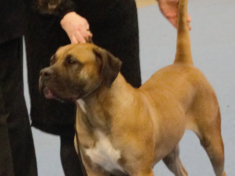 Presa Canario