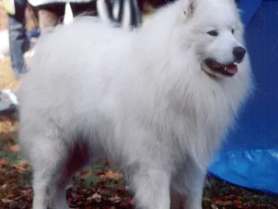 Samoyedo
