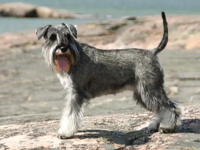 Schnauzer Miniatura