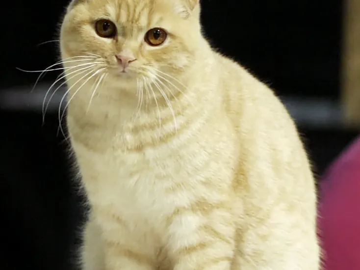 Scottish Fold