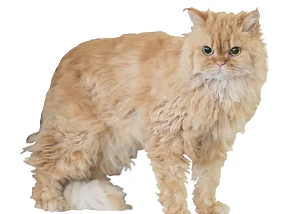 Selkirk Rex