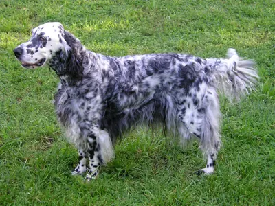 Setter Inglés
