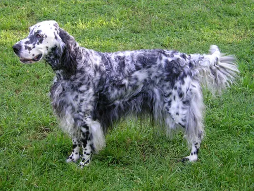 Setter Inglés