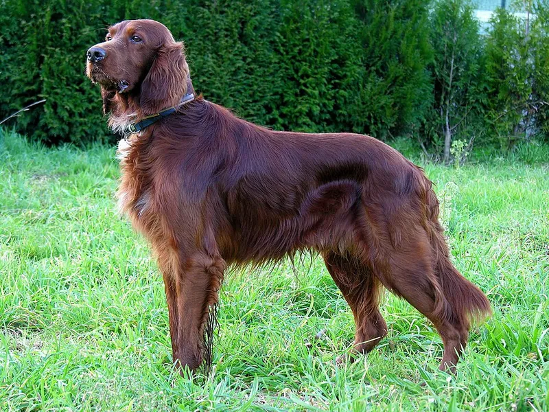 Setter Irlandés