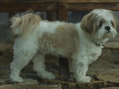 Shih Tzu