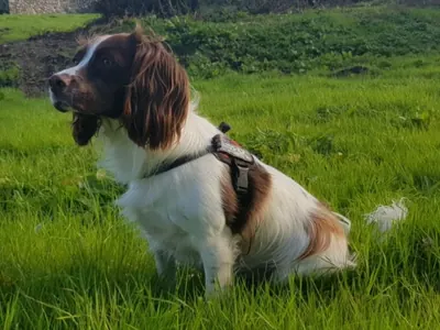 Springer Spaniel Inglés