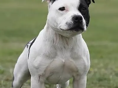 Staffordshire Bull Terrier