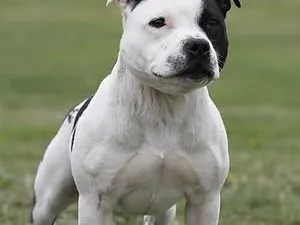 Staffordshire Bull Terrier