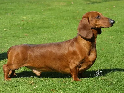 Teckel (Dachshund)