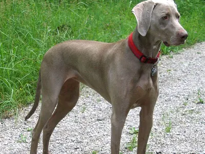 Braco de Weimar (Weimaraner)