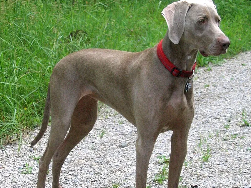 Braco de Weimar (Weimaraner)