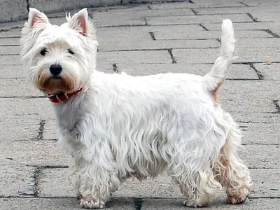 West Highland White Terrier