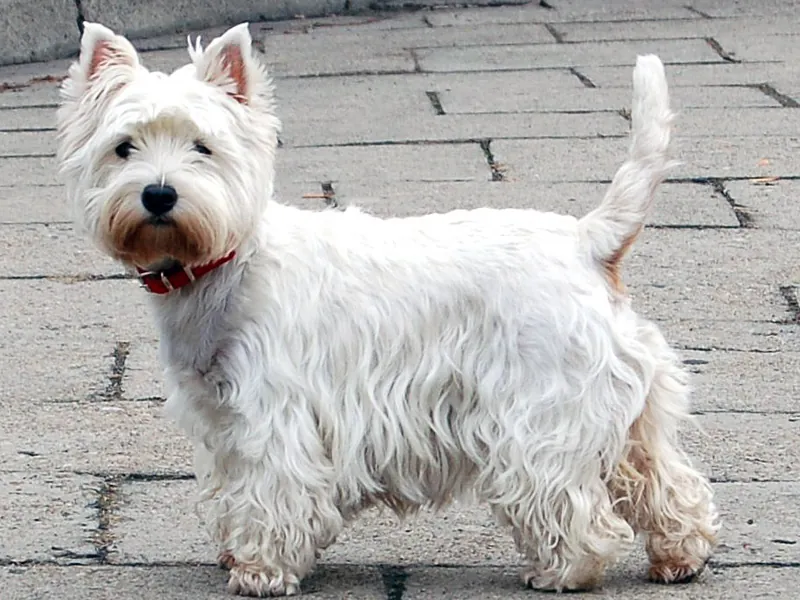 West Highland White Terrier