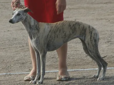 Whippet