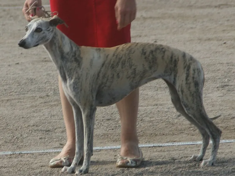 Whippet